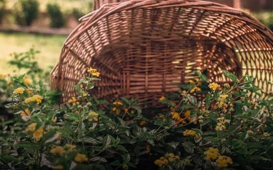 Attracting Birds to Your Garden: Plants That Bring Them