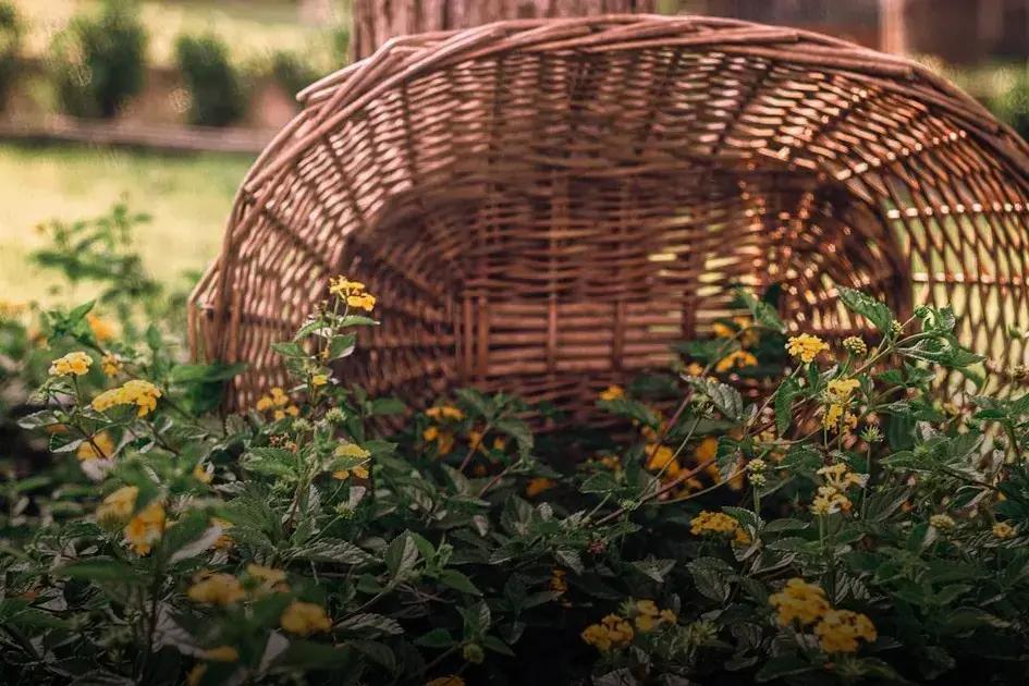 Attracting Birds to Your Garden: Plants That Bring Them