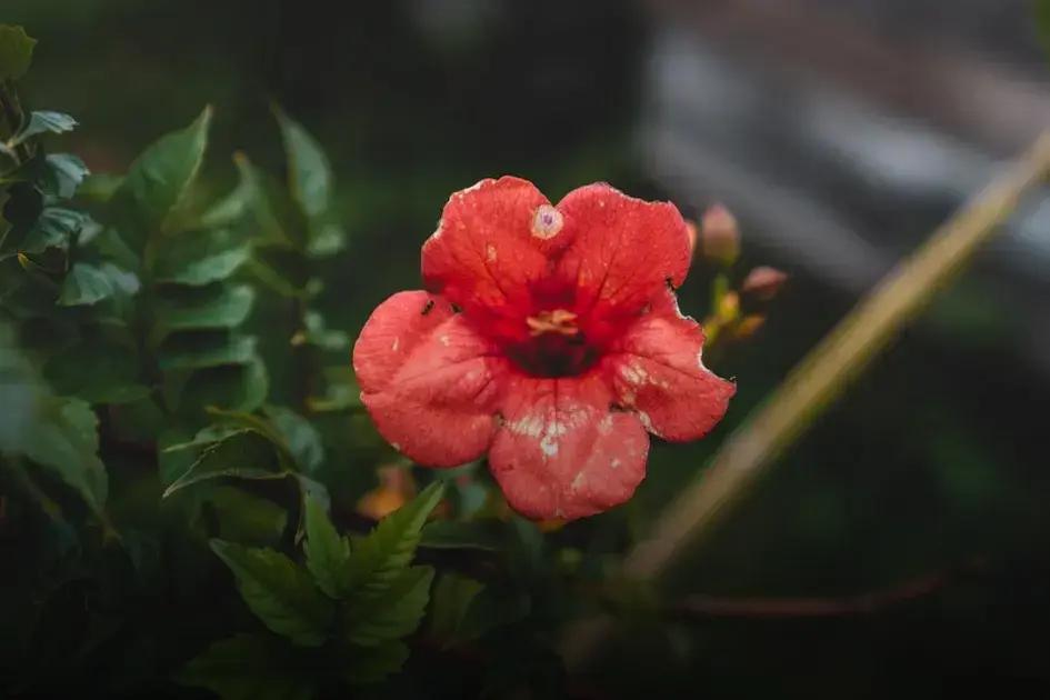 Benefits of Proper Lawn Mowing Benefits of Proper Lawn Mowing