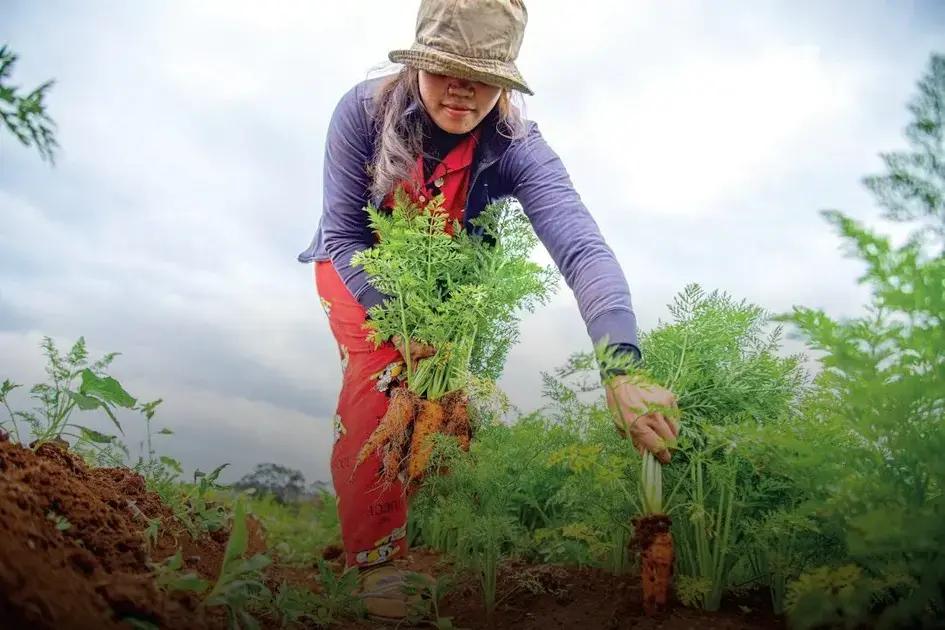 Choosing Drought-Resistant Plants