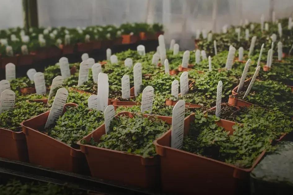 Choosing the Right Plants for Different Seasons