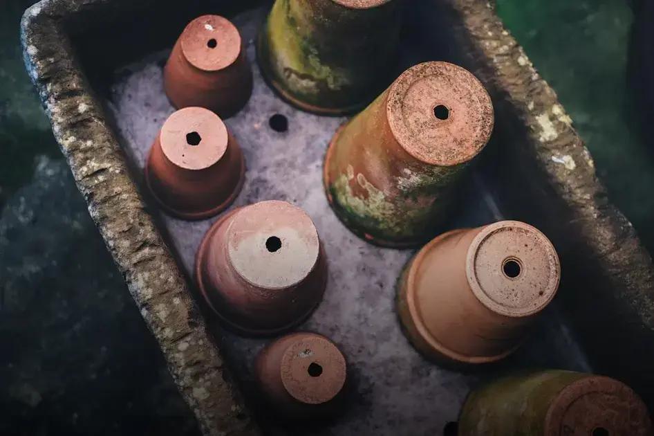 Choosing the Right Plants for Organic Gardens