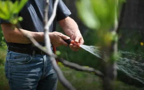 Choosing the Right Trees for Small Yards: Top Tips