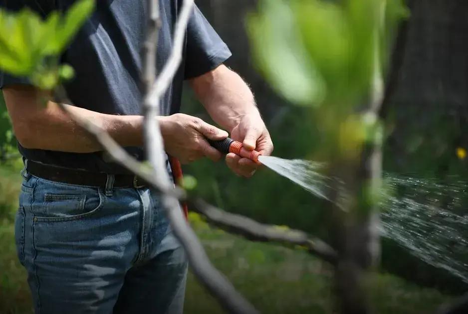 Choosing the Right Trees for Small Yards: Top Tips