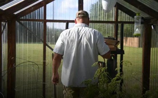 Dealing with Common Lawn Problems: Tackle Weeds and Pests