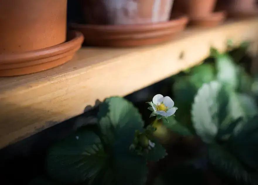 Designing Your Garden for Maximum Pollination