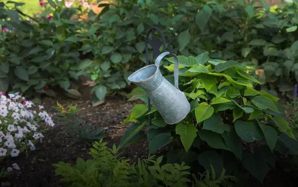 Essential Tips for Maintaining Bird Habitats