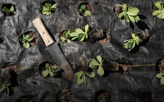 How to Keep Your Lawn Green and Healthy Year-Round Tips