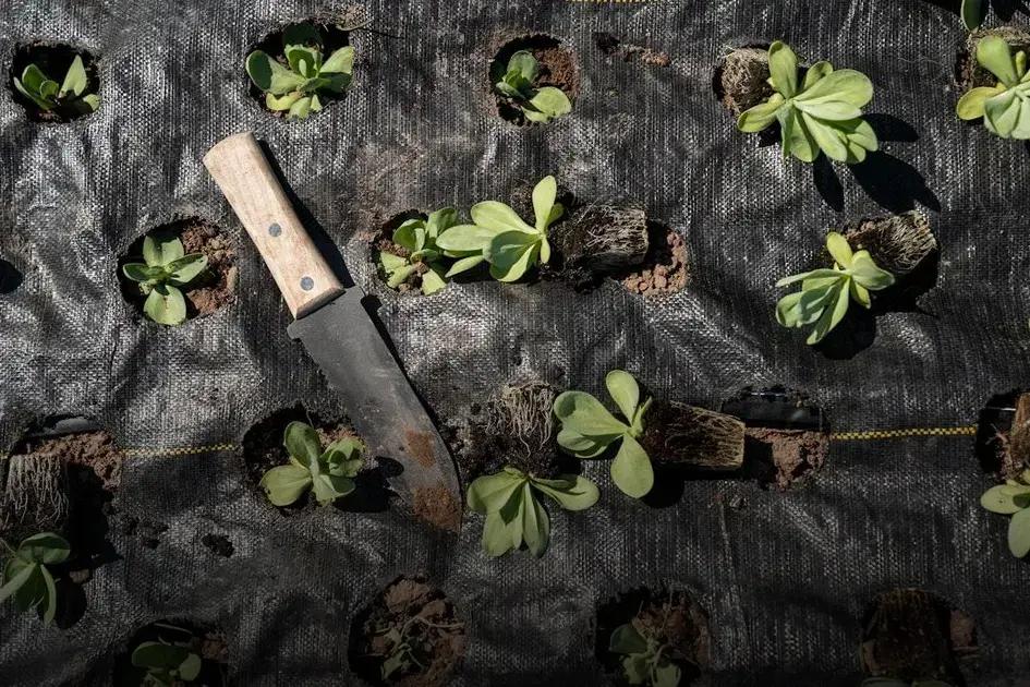 How to Keep Your Lawn Green and Healthy Year-Round Tips