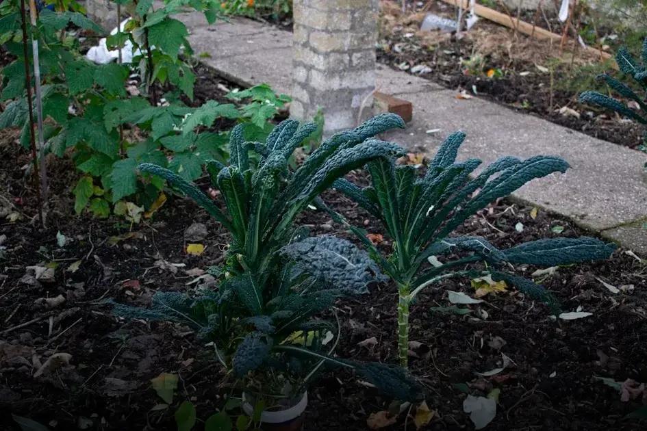 How to Prune Different Types of Shrubs