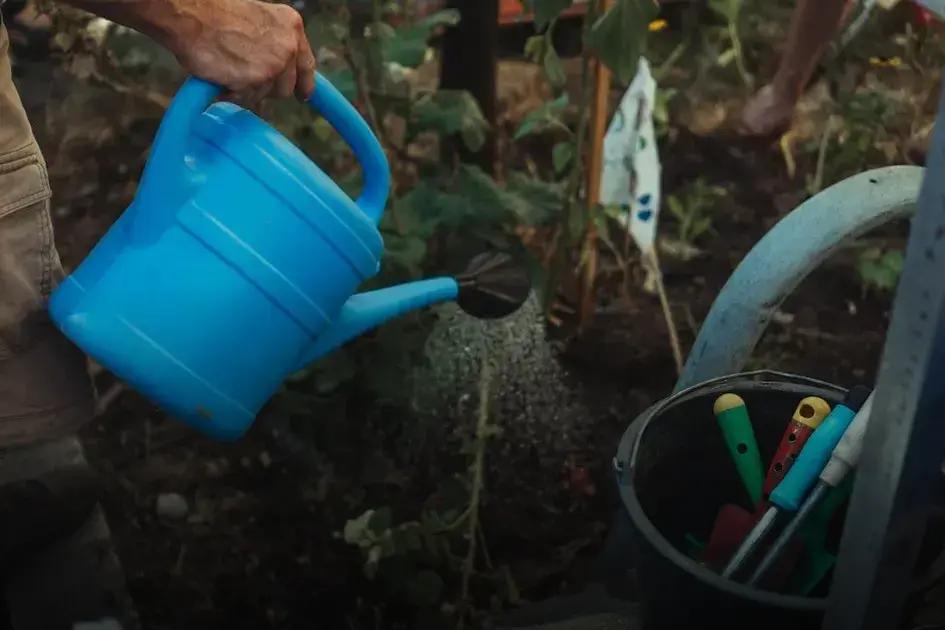 Identifying Common Lawn Pests and Their Effects