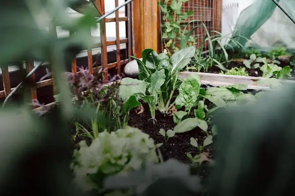 Mulching for Maximum Moisture Retention