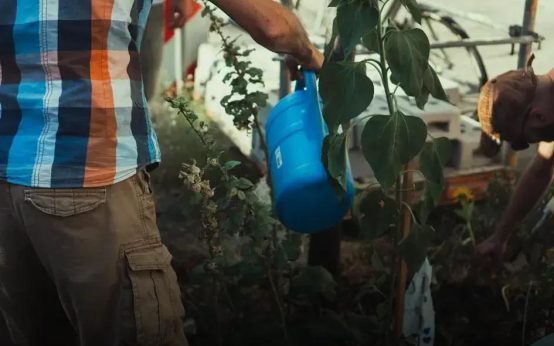 Mulching Tips to Protect and Nourish Your Garden Effectively