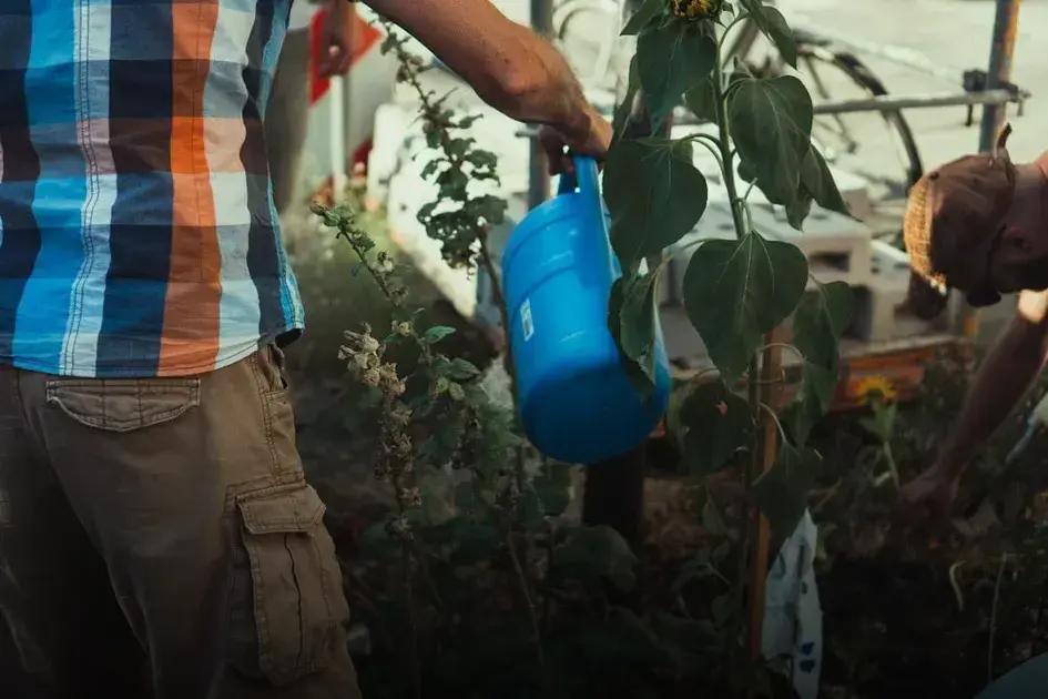 Mulching Tips to Protect and Nourish Your Garden Effectively