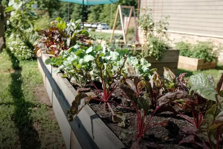 Preventative Measures for Pest Infestation