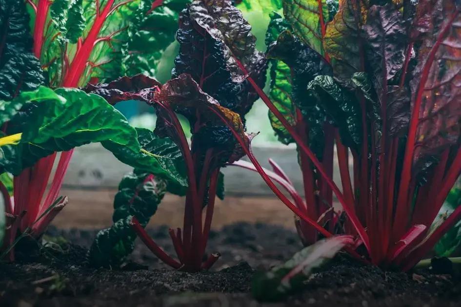 Seasonal Lawn Care Strategies Seasonal Lawn Care Strategies