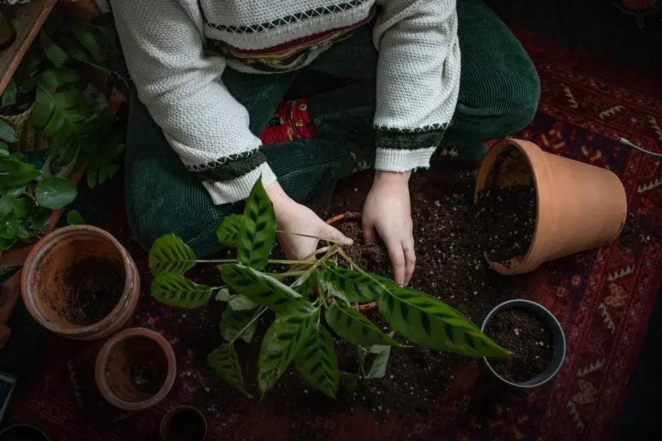 Step-by-Step Composting Process