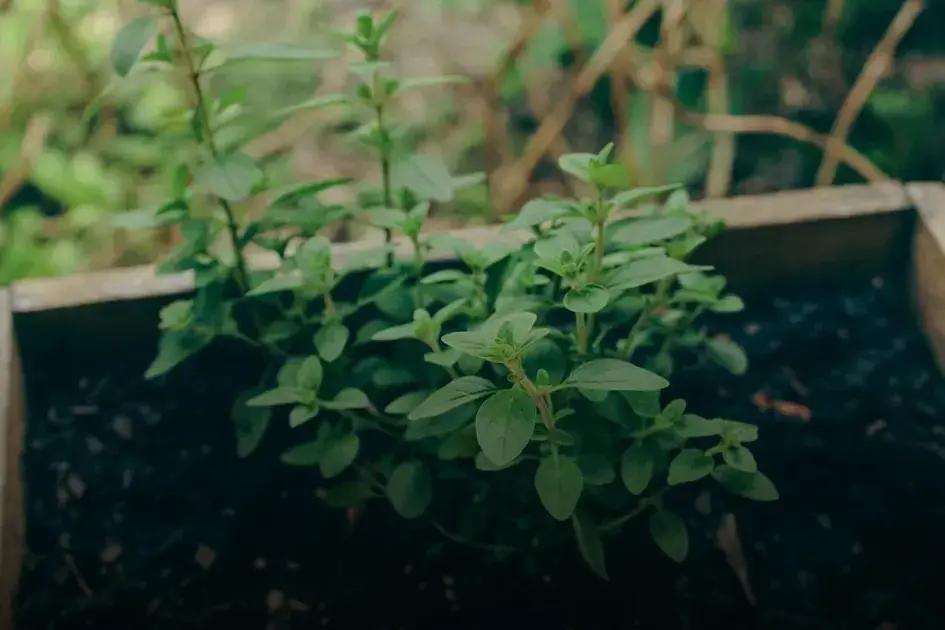 The Benefits of Small Garden Trees