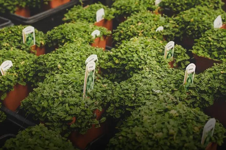 Top Tree Varieties for Limited Spaces